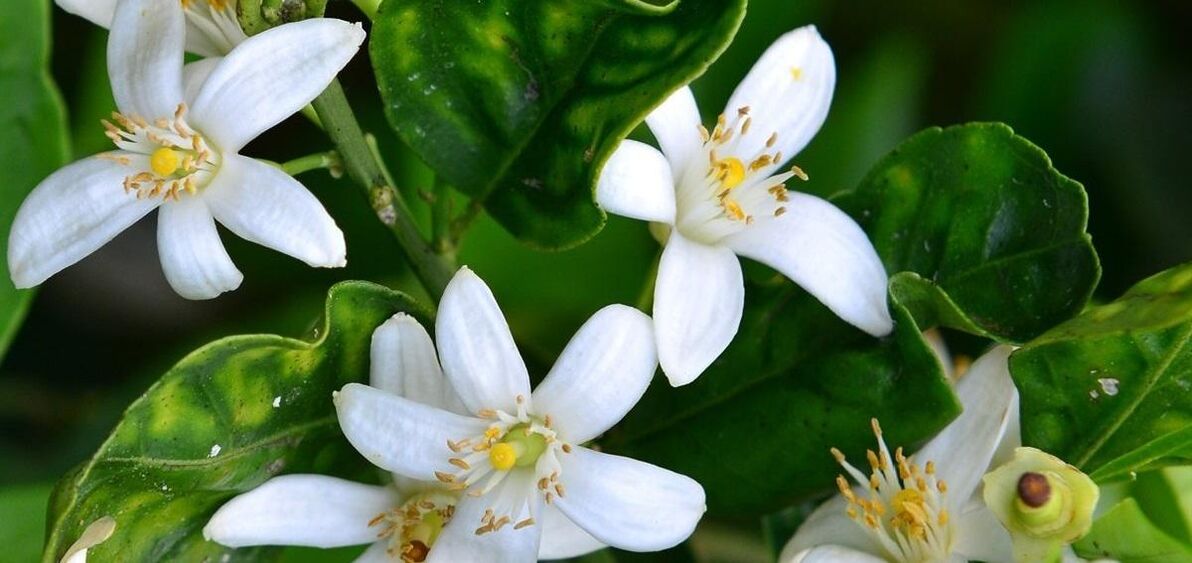 Neroli helps remove spiders